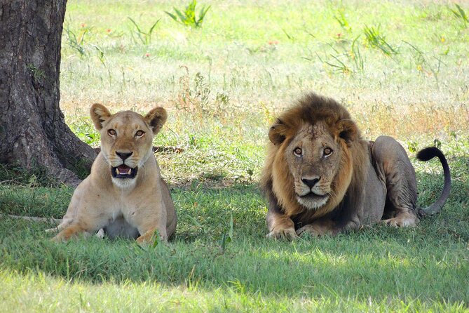 9-Day Enchanting Tanzania Safari -High End All Inclusive - Day five: The Ngorongoro Crater floor