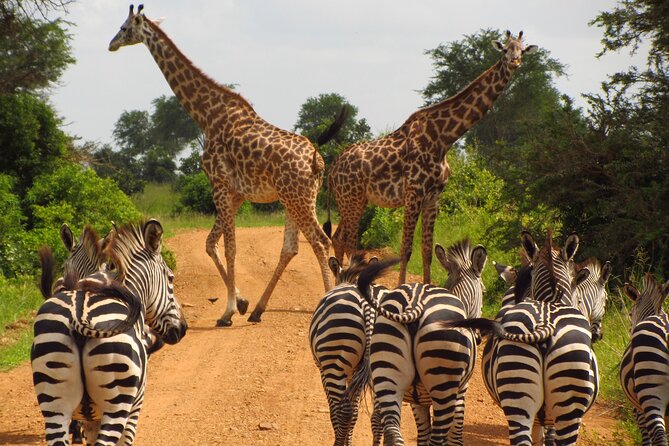 9-Day Enchanting Tanzania Safari -High End All Inclusive - Day one: A soft landing in Arusha