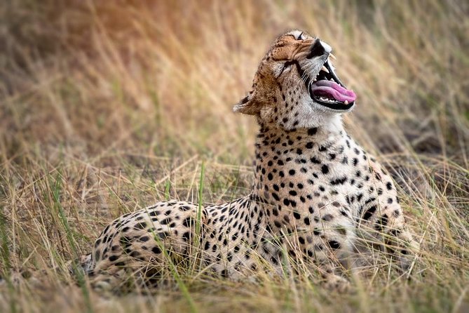 9-Day Serengeti Migration Footsteps Tanzania Safari - Why the four Serengeti nights matter