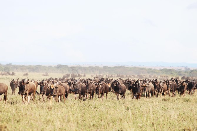 9-Day Serengeti Migration Footsteps Tanzania Safari - Day 2: Baobabs and elephants in Tarangire