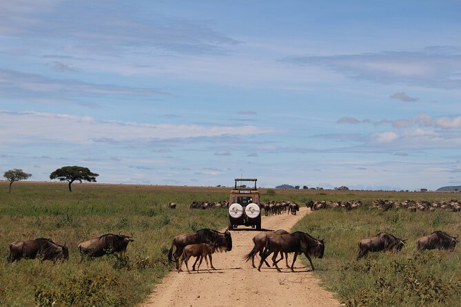 9-Day Serengeti Migration Footsteps Tanzania Safari - Day 4: Heading north toward the Mara River