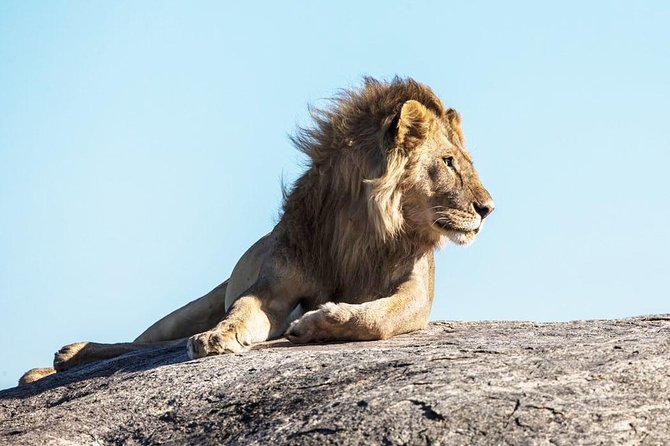 9-Day Serengeti Migration Footsteps Tanzania Safari - Day 6: Returning toward Seronera