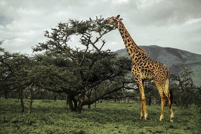 9-Day Ultimate Tanzania Honeymoon Safari Luxury Package - Day 4: Hike to the high rim of Empakaai Crater