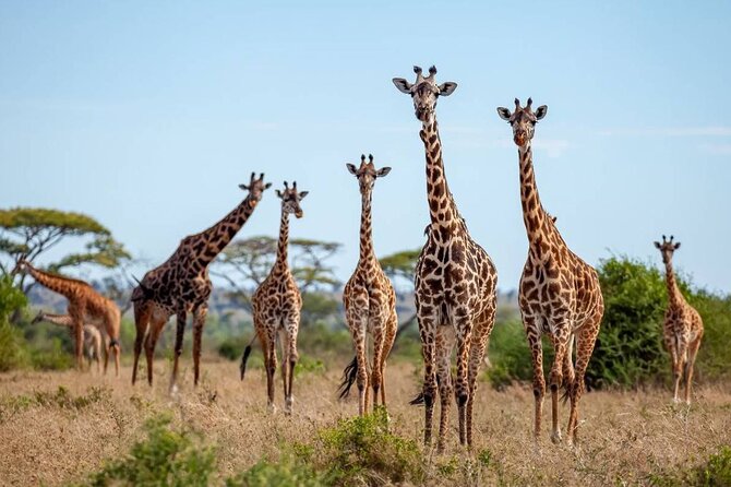 9 Days 8 Nights Walking Safari - Day 2: Ngorongoro Crater and the Big Five possibility