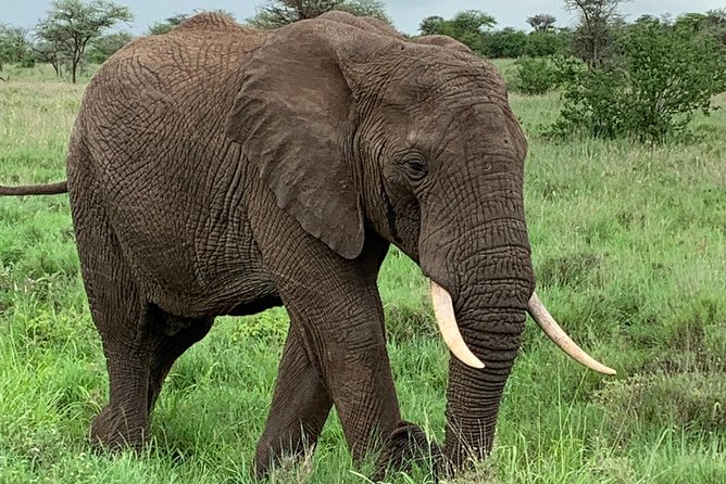 9 Days - Best of Tanzania Safari - Day 3: Lake Manyara’s forest, lake, and Rift Valley setting