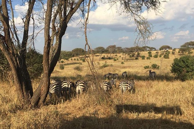 9 Days - Best of Tanzania Safari - Day 7: Entering central Serengeti and the Seronera area