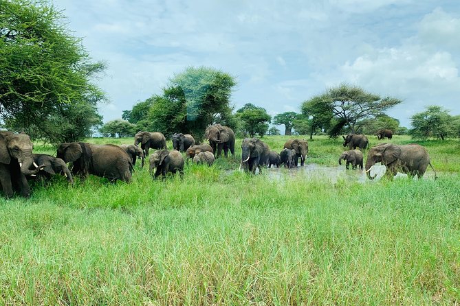 9 Days - Best of Tanzania Safari - Day 1: A gentle arrival in Arusha