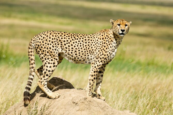 9 Days Great Migration Safaris with Kojuu Safaris Africa-Luxury. - Day 3: Entering the immense Serengeti