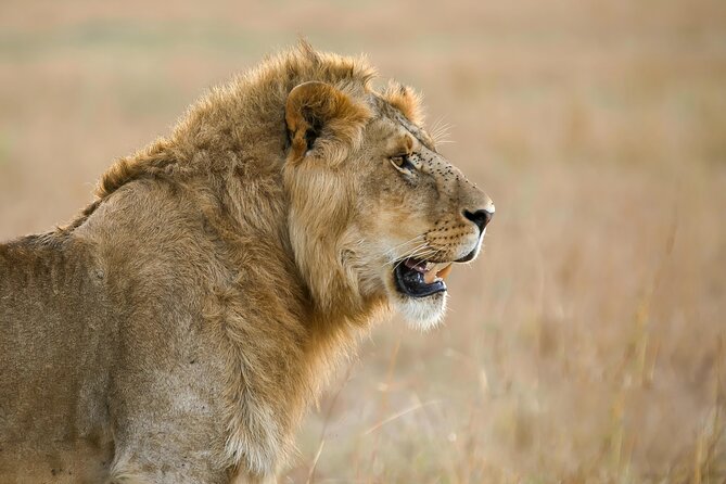 9 Days Great Migration Safaris with Kojuu Safaris Africa-Luxury. - Day 7: A final Serengeti drive before Karatu