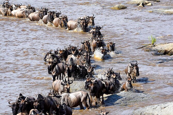 9 Days Great Migration Safaris with Kojuu Safaris Africa-Luxury. - Day 1: A gentle arrival from Kilimanjaro Airport to Arusha