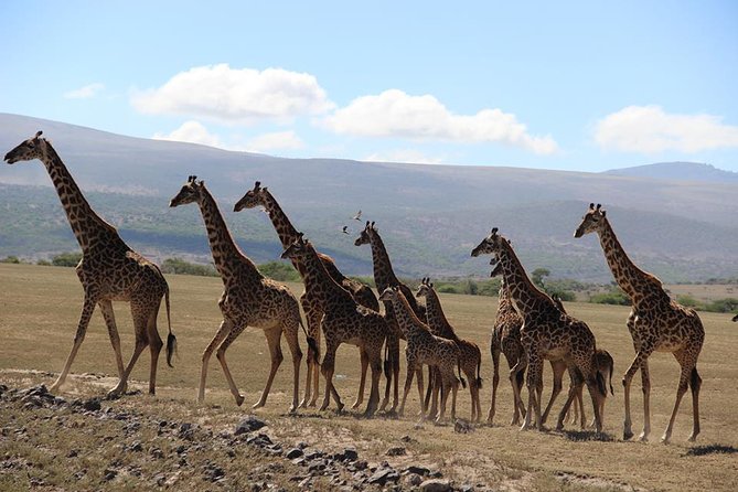 9-Days High End Road and Air Kenya Safari - Key points to know before booking