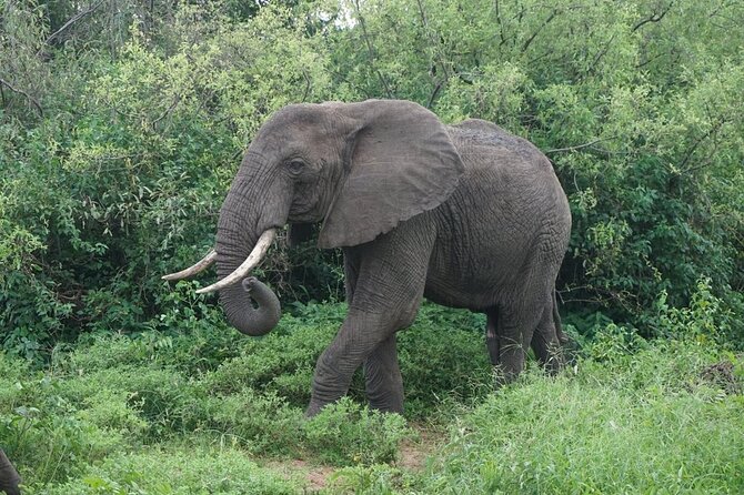 9-Days High End Road and Air Kenya Safari - Day Six: The Masai Mara to Lake Naivasha
