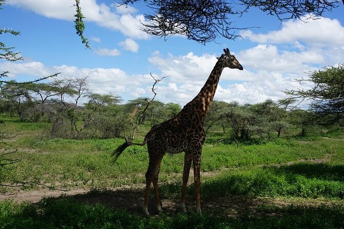 9-Days High End Road and Air Kenya Safari - Day Seven: Thomson Falls and Ol Pejeta