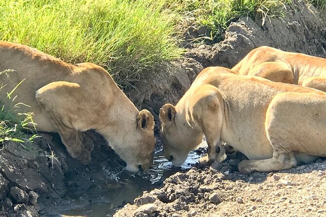 9-Days High End Road and Air Kenya Safari - Day Nine: Ol Pejeta to Nairobi