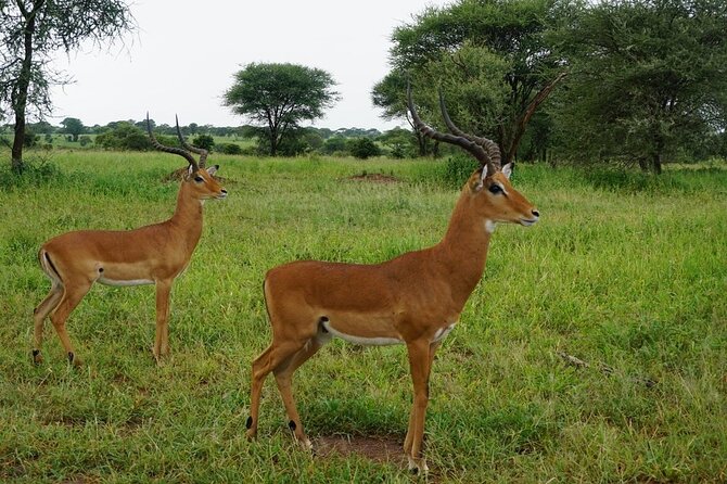 9-Days High End Road and Air Kenya Safari - Day Three: Amboseli to the Masai Mara