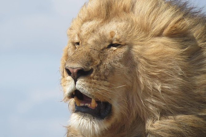 9 Days Safari To See Great Migration Crossing - Why nine days works for northern Tanzania