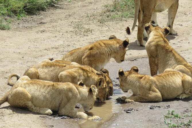 9 Days Safari To See Great Migration Crossing - The long road into the Serengeti