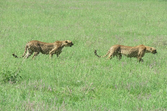 9 Days Safari To See Great Migration Crossing - Three Serengeti days give the migration room to happen
