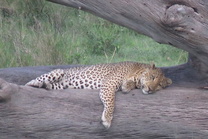 9 Days Safari To See Great Migration Crossing - Returning to Ngorongoro means another full safari day
