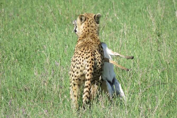 9 Days Safari To See Great Migration Crossing - Ngorongoro Crater closes the trip with concentrated wildlife