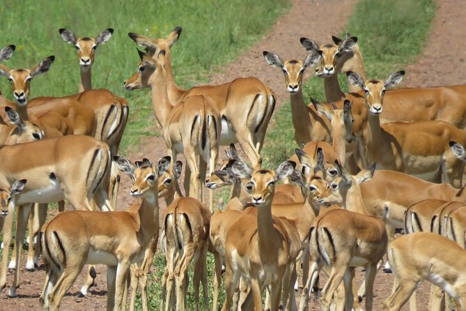 9 Days Safari To See Great Migration Crossing - Private transport and guide quality matter here