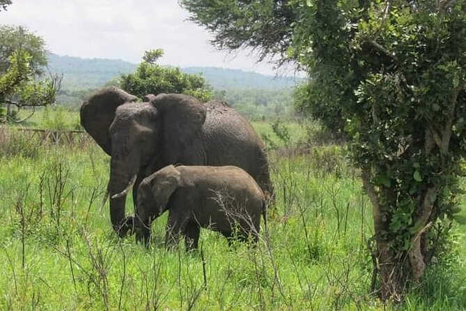 A Day Trip To Mikumi fly from Zanzibar - Morning game drive: your first look at Mikumi
