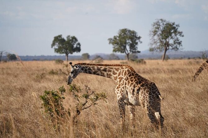 A Day Trip To Mikumi fly from Zanzibar - Lunch inside the park, with a little wildlife nearby