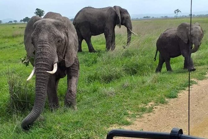 A Day Trip To Mikumi fly from Zanzibar - Who will enjoy this most?