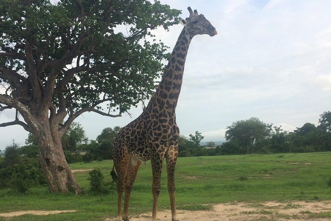 A day trip to mikumi from morogoro - Looking for buffalo, hippos, and crocodiles