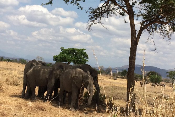 A day trip to mikumi from morogoro - The guide can make or break a short safari