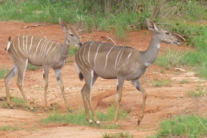 A Day Trip To Saadani National Park From Dar es salaam / Zanzibar - Five hours watching for elephants, lions, and birds