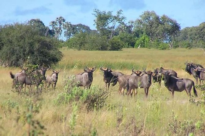 A Day Trip To Saadani National Park From Dar es salaam / Zanzibar - What the private format is worth at $689