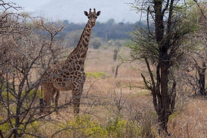 A Day Trip To Saadani National Park From Dar es salaam / Zanzibar - Who should book this day trip