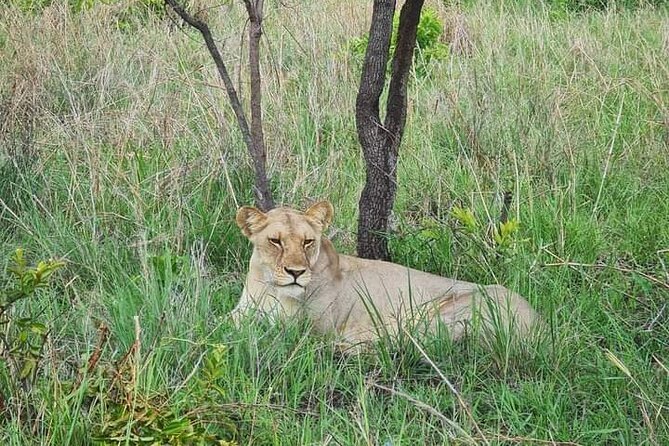A Day Trip To Selous Fly From Zanzibar - The Bush Picnic and Midday Pause