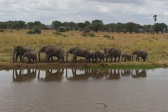A Day Trip To Selous Fly From Zanzibar - What the $630.90 Price Buys You