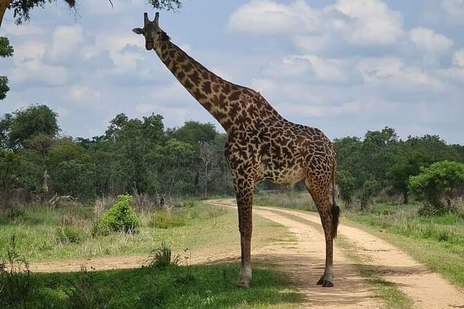 A Day Trip To Selous Fly From Zanzibar - The Private Vehicle Makes a Difference