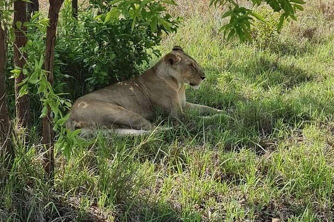 A Day Trip To Selous Fly From Zanzibar - Timing, Pace, and the One Weak Spot