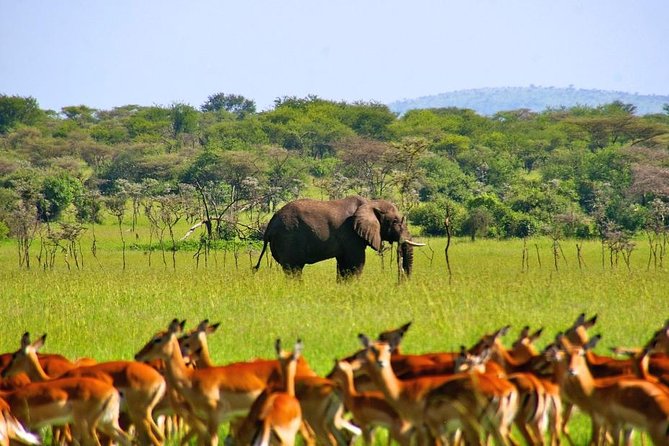 A Day Trip To Selous Fly From Zanzibar - Who Should Book This Safari