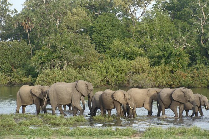 A Day Trip To Selous Fly From Zanzibar - Animals You Might See on the Drive