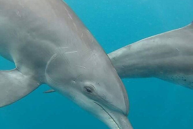 A Half Day Private Dolphins And Snorkeling Tour To Mnemba Island - What this three-hour Zanzibar outing is really like