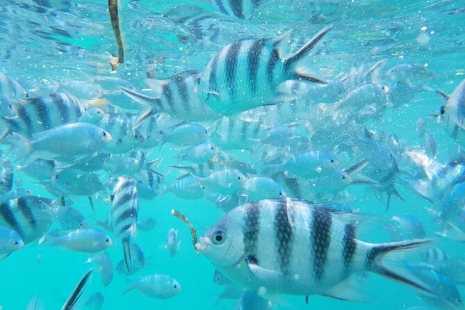 A Half Day Private Dolphins And Snorkeling Tour To Mnemba Island - The sandbank finish adds a welcome change of pace