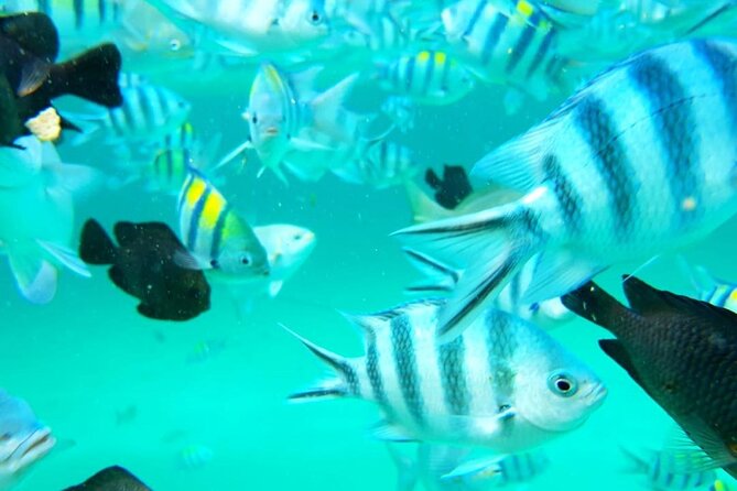 A Half Day Private Dolphins And Snorkeling Tour To Mnemba Island - What the $83 price includes