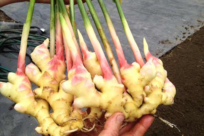 A Private Full Day Tour To Stone Town & Spice Farm - Who will enjoy this tour most?