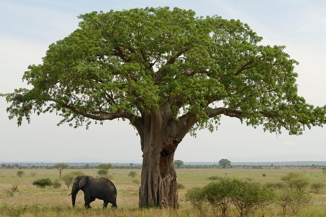 A Visit to The Giants in Tarangire NP. - Six hours among elephants and baobabs