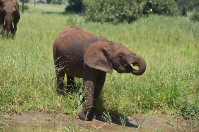 A Visit to The Giants in Tarangire NP. - What you might see beyond the elephants
