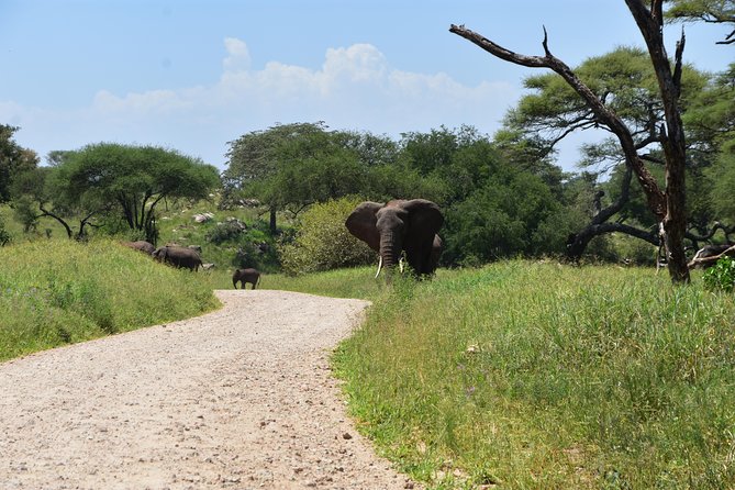 A Visit to The Giants in Tarangire NP. - Picnic lunch and what is included