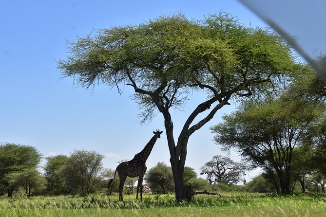 A Visit to The Giants in Tarangire NP. - The private format and its limits