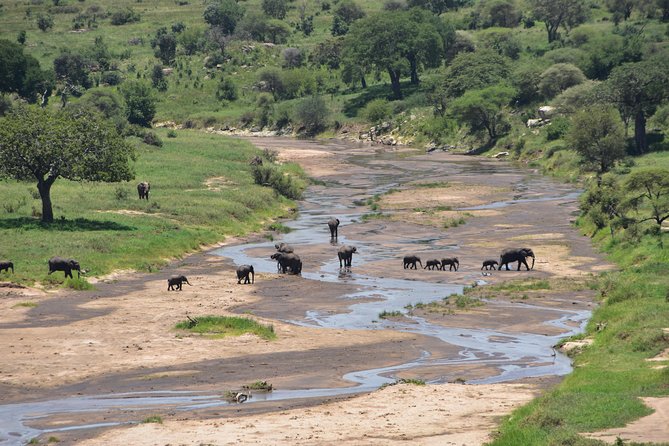 A Visit to The Giants in Tarangire NP. - How the guides and drivers shape the day