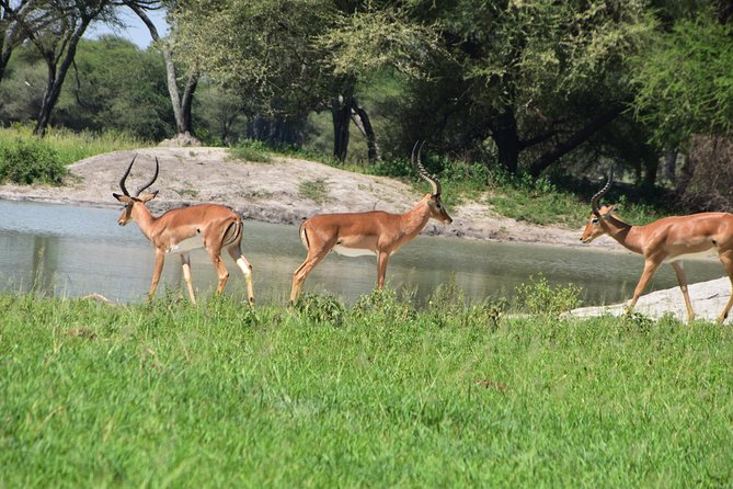 A Visit to The Giants in Tarangire NP. - The 7:00 am start from Arusha