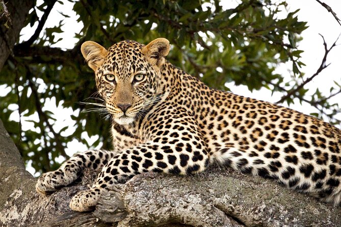 Affordable 3-Day Safari to Serengeti & Ngorongoro Crater - What the $780 safari really offers